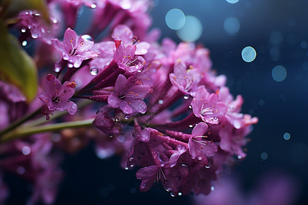 下雨天的绣线菊花朵图片