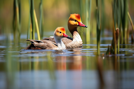 芦苇塘中游泳的野生水禽图片