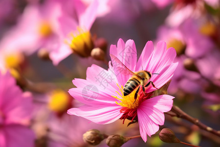 新鲜植物黄蜂蜂蜜图片