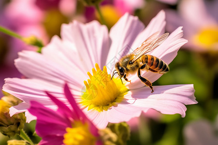 夏天新鲜黄蜂蜂蜜背景图片