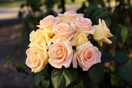 美丽的粉色玫瑰花朵图片