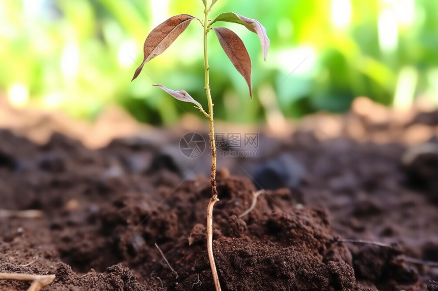 土壤幼苗枯萎叶子植物图片