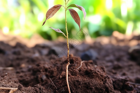 土壤幼苗枯萎叶子植物图片