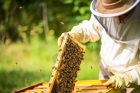 蜂浆养蜂农业蜂巢蜂蜜背景