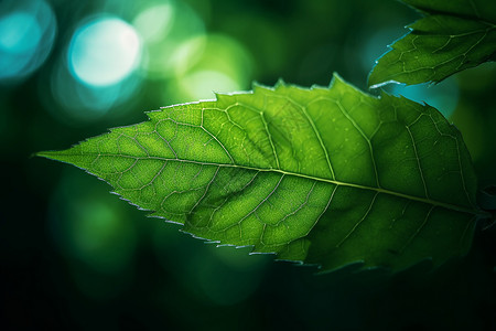 夏季森林中的绿色叶子纹理图片