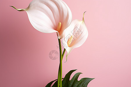 粉红色百合百合花蕾高清图片