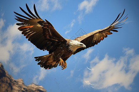 荒野捕猎的秃鹫图片