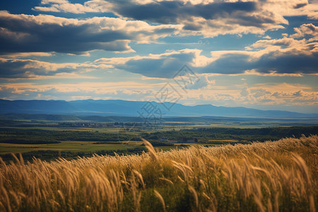 农业小麦种植园图片