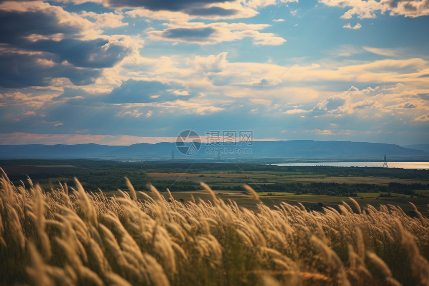 乡村农业小麦种植园图片