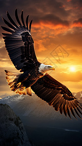 天空中自由飞翔的雄鹰图片