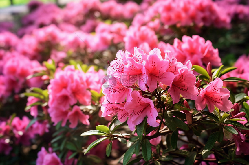 杜鹃花图片