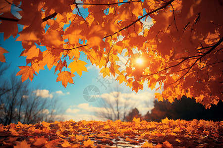 秋季阳光下的落叶图片
