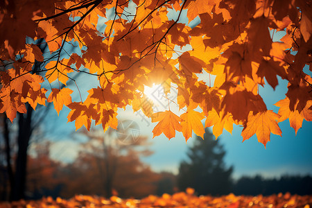 秋季树林的落叶图片