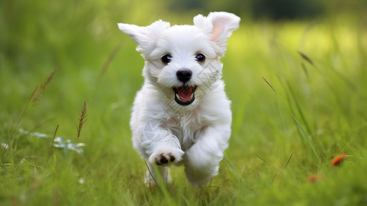 草地上奔跑的小狗背景图片