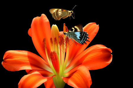 蝴蝶采花粉背景图片