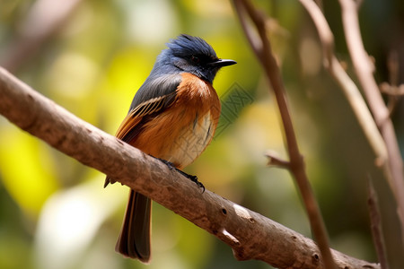 可爱的小鸟生物圈保护区高清图片