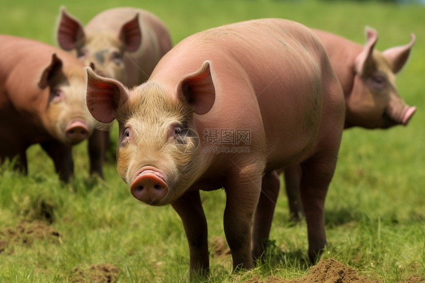 农场的猪图片