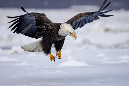 雪原上飞翔的老鹰背景图片