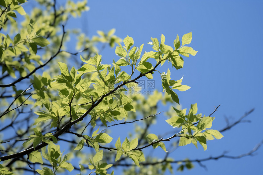 茂盛的灰枫树树叶图片