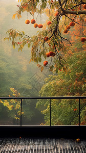 秋季阳台外野生的橘子树背景