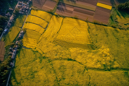 鸟瞰麦田排列整齐的麦田背景