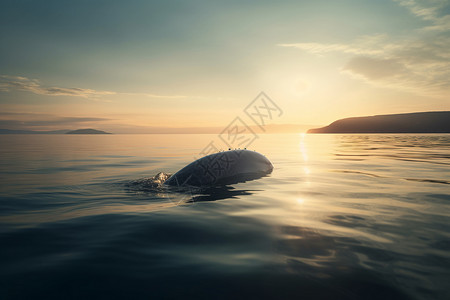 夕阳下浮出海面的白鲸图片