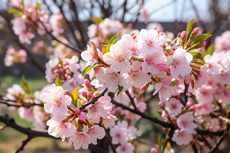 春季盛开的桃花背景图片