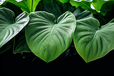 清新的植物背景图片