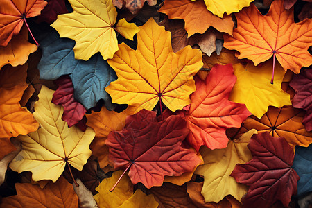 秋季美丽的落叶图片