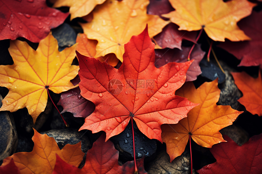 秋季落叶的特写镜头图片