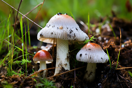 草地上野生的蘑菇图片