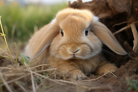 户外毛茸茸的垂耳兔背景图片