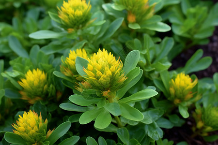 野生草本植物红景天高清图片