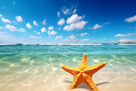 度假海滩上的海星背景图片