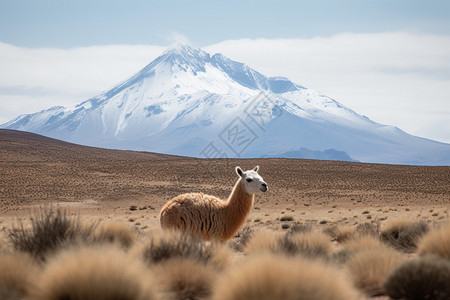 荒野地区雪山脚下的野生羊驼背景
