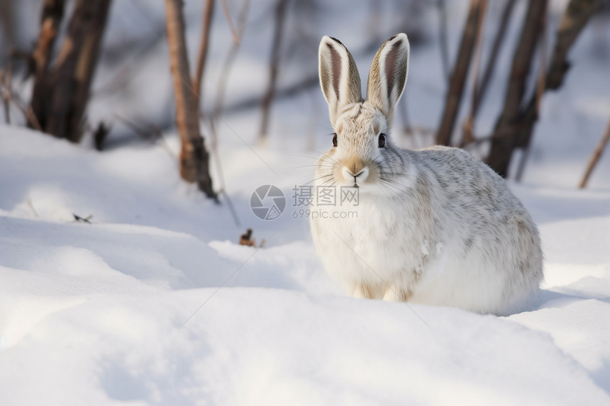 树林雪地里的野兔图片