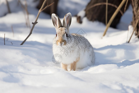 雪地里的兔子背景图片