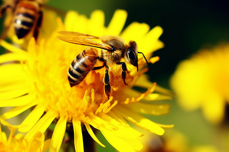 搜集花蜜的蜜蜂图片