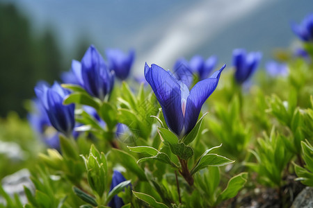户外盛开的蓝色花朵背景图片