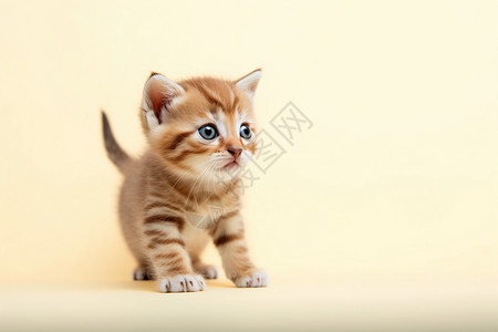 可爱的黄色小猫图片