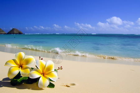 沙滩上有一朵花背景图片