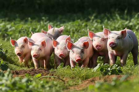 规模化养殖户外农场里的一群小猪背景