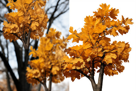 植物树木黄色树叶背景图片