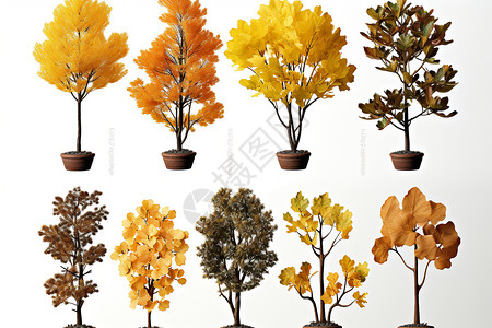 黄色盆栽植物不同的植物盆栽设计图片