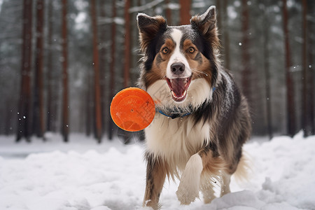 雪地里玩耍的狗狗高清图片