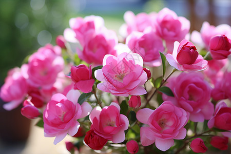漂亮的樱花玫瑰图片