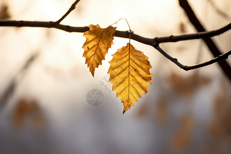秋分二十四节气树枝上的黄叶背景
