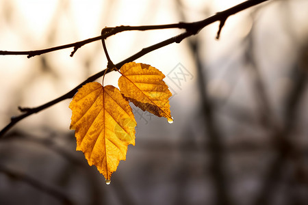 秋分二十四节气金黄的树叶背景