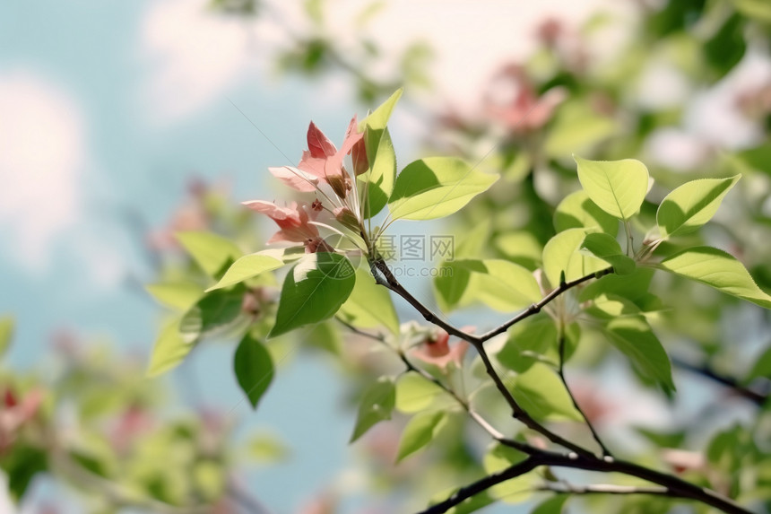 春天胜凯的花图片