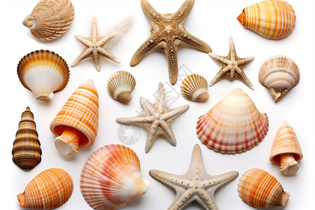 贝壳装饰形状各异的贝壳插画